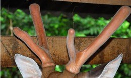 Nhung hươu tăng cường sức khỏe tình dục