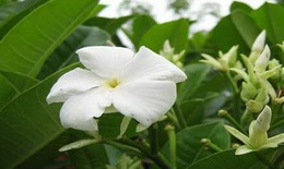 Cây quao nước giải độc gan