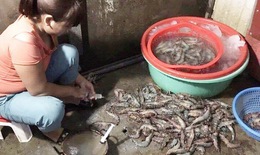 Bơm tạp chất vào tôm: Sẽ bị xử lý hình sự