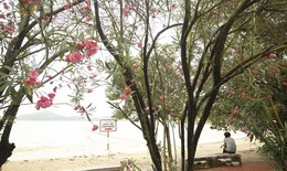 Bí mật trường thọ của người dân Ma Cao