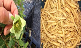 Đảng sâm kiện tỳ, ích phế