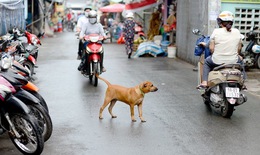 Nuôi chó mèo phải đăng ký: Đừng để quy định chỉ có... trên giấy