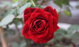 Hoa hồng - Vị thuốc hoạt huyết, chống viêm