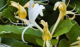 B&#224;i thuốc hay chữa g&#250;t