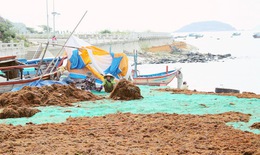 Mặn, ngọt cùng rong biển