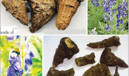 Bài thuốc chữa nhức đầu do thận khí suy tổn