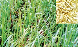 Rễ cỏ tranh - Vị thuốc thanh nhiệt, lợi tiểu