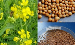 Cây tam giác mạch, cây cải canh làm thuốc