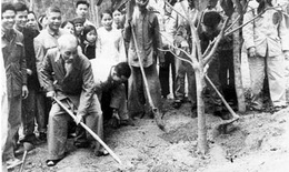 Hoa chúc Tết Bác Hồ