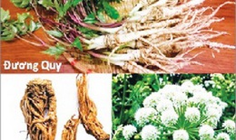 Đông y trị vô sinh nữ do lạc nội mạc tử cung