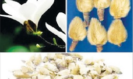 Mộc bút hoa làm thuốc