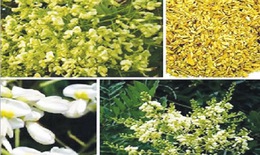 Hòe hoa hỗ trợ trị tăng huyết áp, xuất huyết
