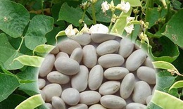 Đậu ván - Thuốc bổ tỳ, trừ thấp