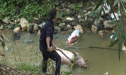 Xử lý nghiêm tình trạng lợn chết vứt bừa bãi