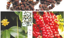 Bài thuốc trị chứng phế thận âm hư