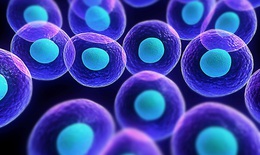 Phát hiện đột phá về tế bào khiến không cần phải ghép gan