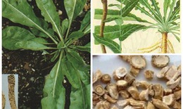 Bản lam căn tiêu viêm, mát gan