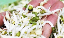 Giá đỗ làm thuốc