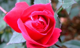 Hoa hồng - Thuốc quý