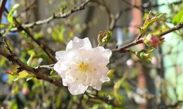 Mai trắng - cây cảnh chơi xuân và làm thuốc