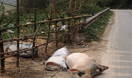 Tái diễn tình trạng vứt lợn chết gây ô nhiễm môi trường