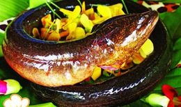 Cây lá giang chữa được nhiều bệnh