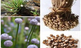 Bài thuốc hỗ trợ chữa đục thủy tinh thể