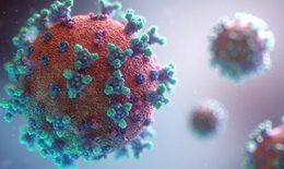 Thử nghiệm virus biến đổi gene ngăn chặn lây nhiễm Coronavirus