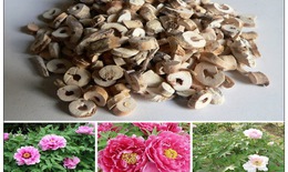 Bài thuốc chữa sạm, nám da