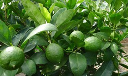 Cây chanh sát khuẩn, tiêu viêm