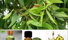 Cách dùng tinh dầu tràm sát khuẩn, tiêu viêm