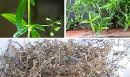 Bạch hoa xà thiệt thảo giải độc, tiêu viêm