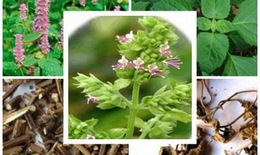 Thuốc Nam trị đau bụng tiêu chảy do hàn thấp
