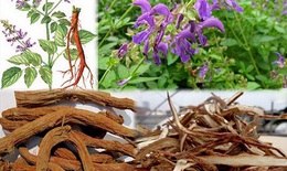 Đan sâm - thuốc hoạt huyết, thanh nhiệt