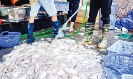 Hiểm họa khi ăn hải sản “tắm” hóa chất tẩy trắng