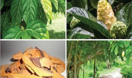 Nhàu núi: hạ áp, trừ phong thấp