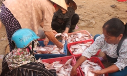 Kết quả kiểm nghiệm mới nhất các mẫu hải sản tại Hà Tĩnh