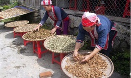 Đa dạng sinh học của cây thuốc Việt Nam
