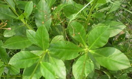 Chữa mồ hôi trộm với thổ nhân sâm