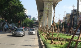 Giám đốc Cty cây xanh lên tiếng về việc trồng cây dưới đường sắt đô thị