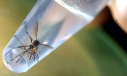 Singapore: đã có 8 người nhiễm virus Zika