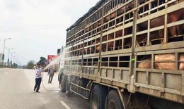 Hà Nội phòng chống bệnh dịch tả lợn châu Phi: sẽ xử lý cán bộ lơ là để dịch lây lan diện rộng