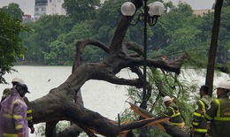 Hà Nội: cơn bão số 3 làm hơn 50 cây xanh bị gẫy đổ nhưng  không có thiệt hại về người