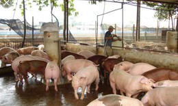 Sau một thời gian tạm lắng, dịch tả lợn châu Phi ở Hà Nội tăng trở lại