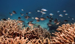 Suy giảm ôxy dưới đáy đại dương, cảnh báo sự biến mất của nhiều sinh vật biển