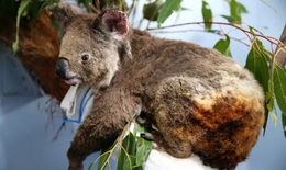 Nửa tỷ động vật hoang đ&#227; chết trong c&#225;c đ&#225;m ch&#225;y rừng ở Australia?