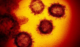 Các nhà khoa học dự đoán xuất hiện đột biến mới của virus corona khiến dịch bệnh lây lan nhanh