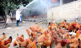Kiểm soát chặt dịch cúm gia cầm, không để dịch bệnh lây lan diện rộng