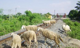 Nguy hiểm chăn thả gia súc trên đường sắt