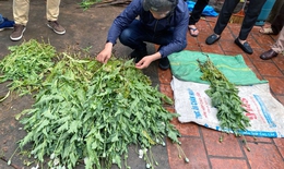 Hà Nội: Phát hiện vườn cây anh túc “len lỏi” giữa làng hoa Tây Tựu